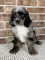Macchiato-Blue Eyes!!, a male Poodle - Miniature  for sale in Dayton, OH – 1 of 5