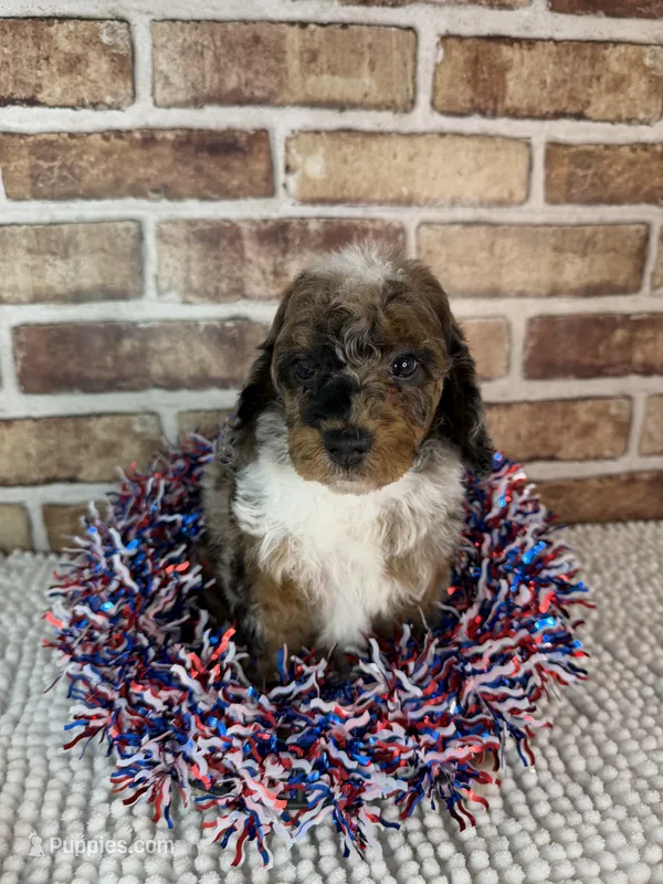 Mochaccino – Poodle - Miniature  puppy for sale in Dayton, OH