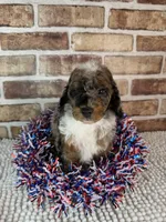Mochaccino, a male Poodle - Miniature  for sale in Dayton, OH – 5 of 6