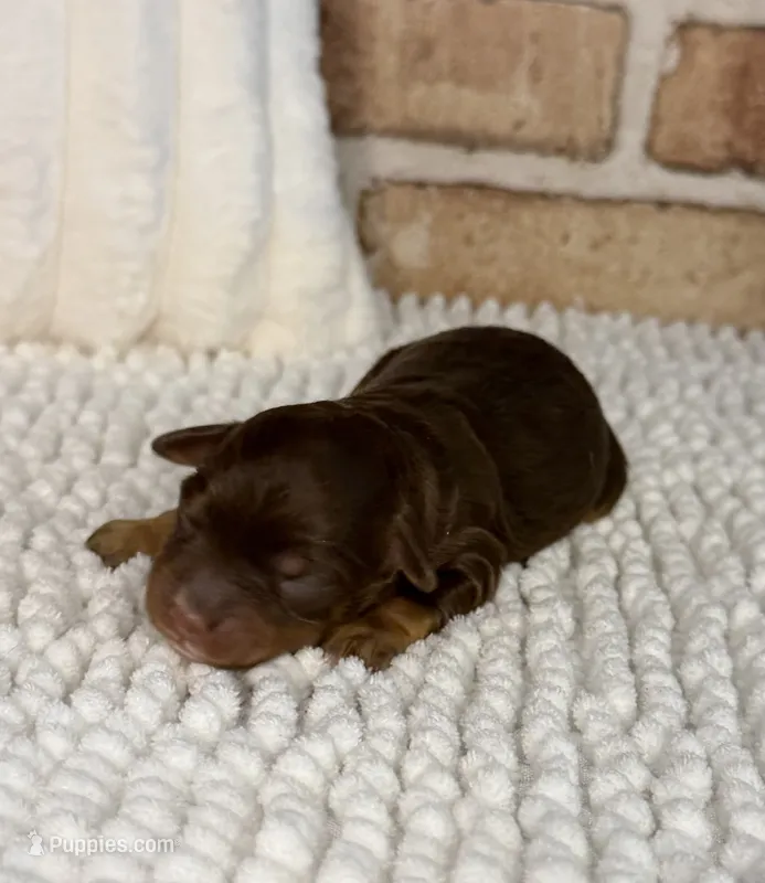 Tootsie – Miniature Bernedoodle, Miniature Aussiedoodle puppy for sale in Dayton, OH