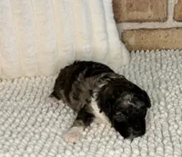 AKC Brindle Merle, a male Poodle - Toy  for sale in Dayton, OH – 2 of 9