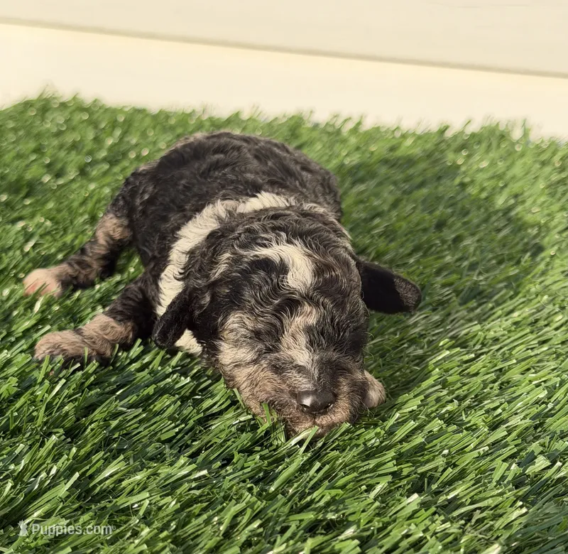 Black Merle Boy 2 – Poodle - Miniature  puppy for sale in Dayton, OH