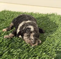 Macho, a male Poodle - Miniature  for sale in Dayton, OH – 2 of 8