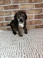 Mocha, a female Poodle - Miniature  for sale in Dayton, OH – 7 of 7