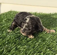 Macho, a male Poodle - Miniature  for sale in Dayton, OH – 3 of 8
