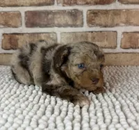 Tizzy, a female Miniature Bernedoodle and Miniature Aussiedoodle for sale in Dayton, OH – 2 of 6