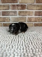 Macho, a male Poodle - Miniature  for sale in Dayton, OH – 1 of 8
