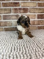 Mochaccino, a male Poodle - Miniature  for sale in Dayton, OH – 4 of 7