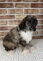 AKC Wilder, a male Poodle - Toy  for sale in Dayton, OH – 3 of 5