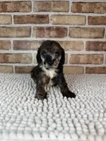 Mocha, a female Poodle - Miniature  for sale in Dayton, OH – 6 of 9
