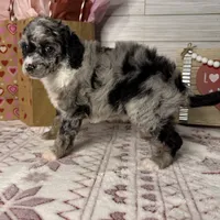 Stormy, a female Poodle - Miniature  for sale in Dayton, OH – Photo 3 of 8