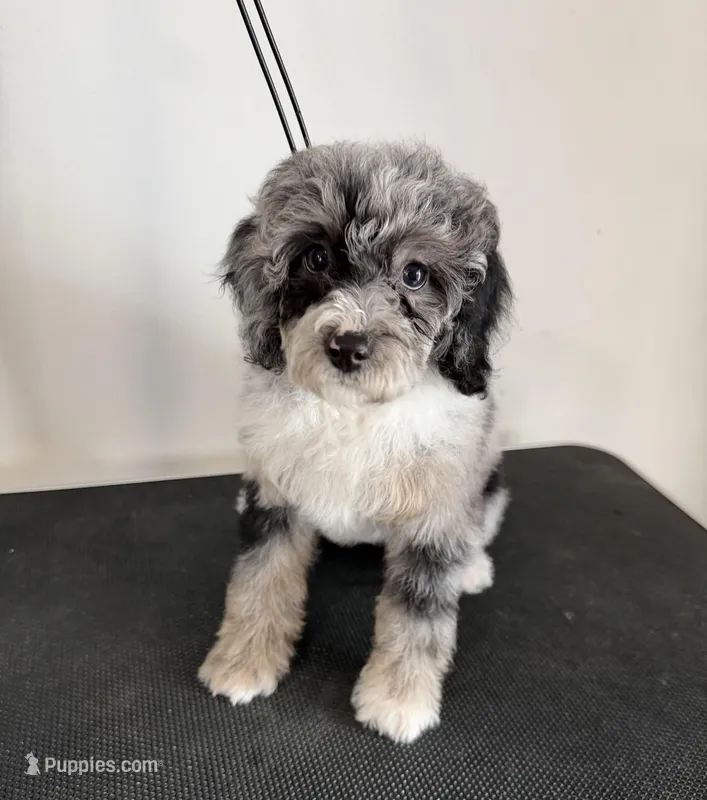 Stormy – Poodle - Miniature  puppy for sale in Dayton, OH