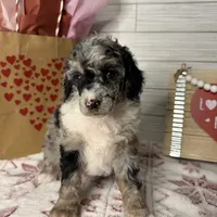 Stormy, a female Poodle - Miniature  for sale in Dayton, OH – Photo 6 of 8