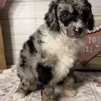 Stormy, a female Poodle - Miniature  for sale in Dayton, OH – Photo 2 of 8
