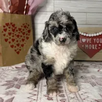 Stormy, a female Poodle - Miniature  for sale in Dayton, OH – Photo 1 of 8