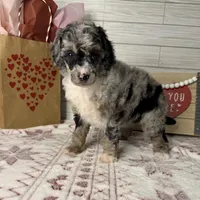 Stormy, a female Poodle - Miniature  for sale in Dayton, OH – Photo 5 of 8