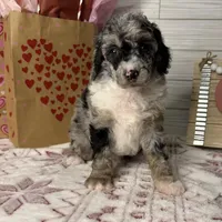 Stormy, a female Poodle - Miniature  for sale in Dayton, OH – Photo 4 of 8