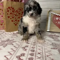 Stormy, a female Poodle - Miniature  for sale in Dayton, OH – Photo 8 of 8