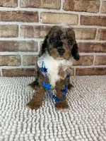 Mochaccino, a male Poodle - Miniature  for sale in Dayton, OH – 6 of 6