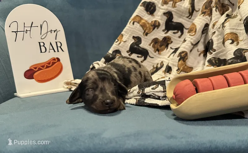Frank – Miniature Dachshund puppy for sale in Dayton, OH