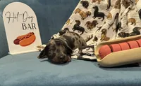 Frank, a male Miniature Dachshund for sale in Dayton, OH – 1 of 1