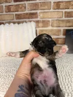 AKC Brindle Merle, a male Poodle - Toy  for sale in Dayton, OH – 5 of 9