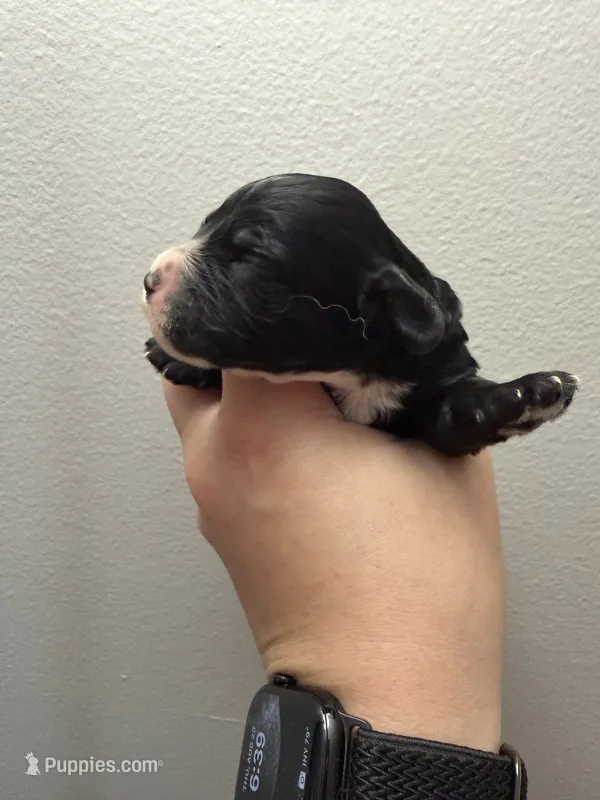 F1B Obsidian – Cavapoo puppy for sale in Dayton, OH