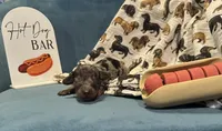 Poppy, a female Miniature Dachshund for sale in Dayton, OH – 1 of 1