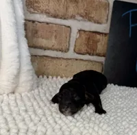 Phantom Girl, a female Poodle - Miniature  for sale in Dayton, OH – 3 of 4
