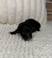 Phantom Girl, a female Poodle - Miniature  for sale in Dayton, OH – 2 of 4