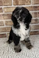Macho, a male Poodle - Miniature  for sale in Dayton, OH – 1 of 7