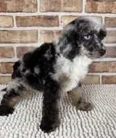 Macchiato-Blue Eyes!!, a male Poodle - Miniature  for sale in Dayton, OH – 2 of 5