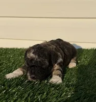 AKC Wilder, a male Poodle - Toy  for sale in Dayton, OH – 3 of 10