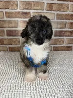 AKC Wilder, a male Poodle - Toy  for sale in Dayton, OH – 4 of 5