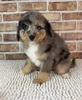 Tipsy, a female Miniature Bernedoodle and Miniature Aussiedoodle for sale in Dayton, OH – 2 of 7