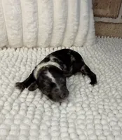 Black Merle Female, a female Poodle - Miniature  for sale in Dayton, OH – 3 of 5