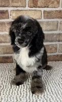 Macho, a male Poodle - Miniature  for sale in Dayton, OH – 6 of 7