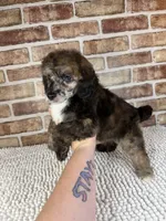 Mocha, a female Poodle - Miniature  for sale in Dayton, OH – 5 of 7