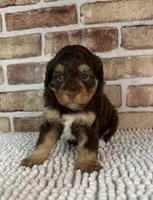 Tootsie, a female Miniature Bernedoodle and Miniature Aussiedoodle for sale in Dayton, OH – 7 of 7