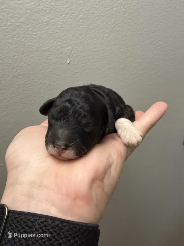AKC Gwenna – Poodle - Miniature  puppy for sale in Dayton, OH