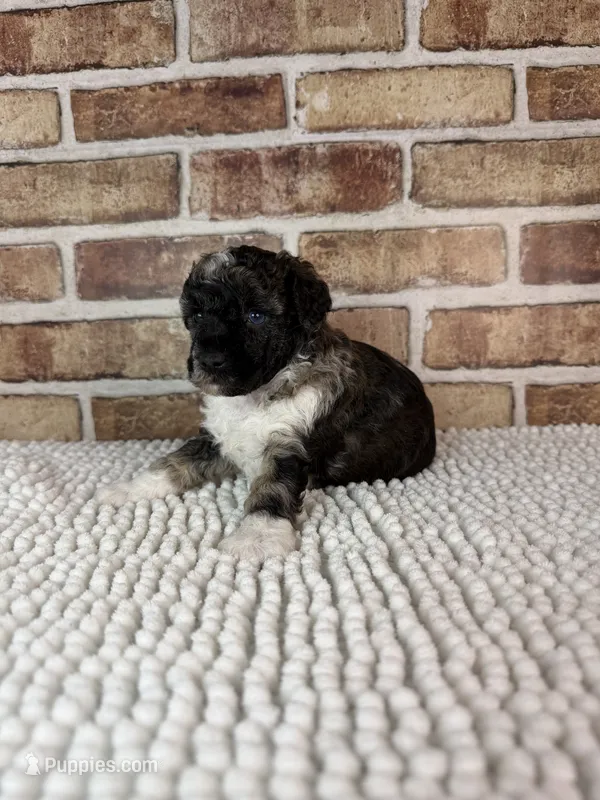 AKC Wilder – Poodle - Toy  puppy for sale in Dayton, OH