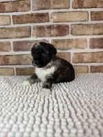 AKC Wilder, a male Poodle - Toy  for sale in Dayton, OH – 5 of 7