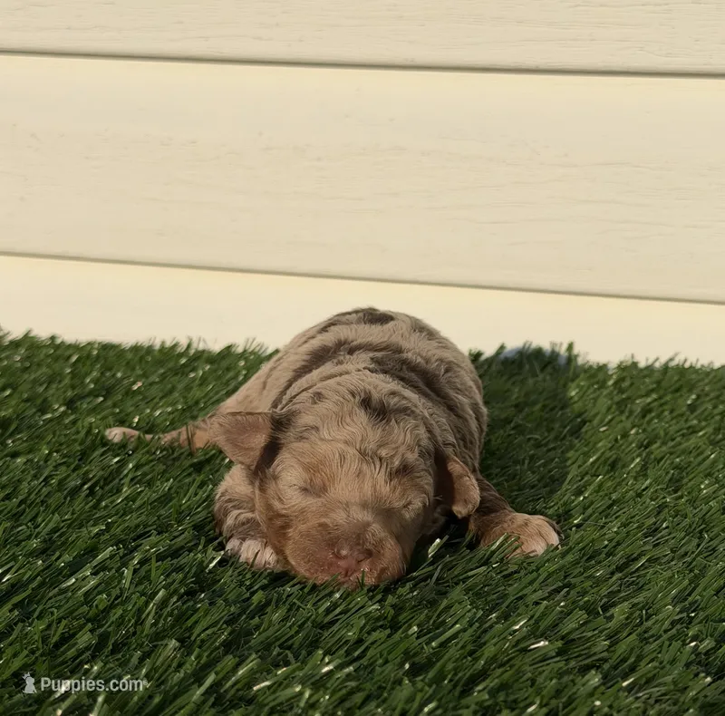 Tizzy – Miniature Bernedoodle, Miniature Aussiedoodle puppy for sale in Dayton, OH