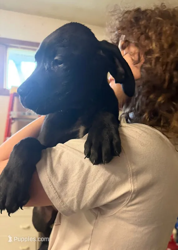 Serena  – Great Dane, English Mastiff puppy for sale in Dayton, OH