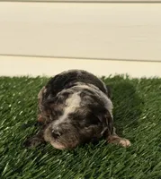 Macchiato, a male Poodle - Miniature  for sale in Dayton, OH – 3 of 8
