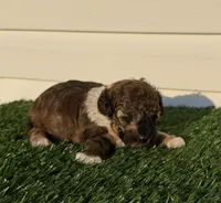 AKC Wrangler, a male Poodle - Toy  for sale in Dayton, OH – 2 of 10