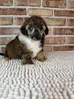 AKC Wrangler, a male Poodle - Toy  for sale in Dayton, OH – 6 of 9