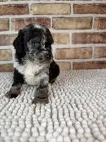 Macho, a male Poodle - Miniature  for sale in Dayton, OH – 2 of 7