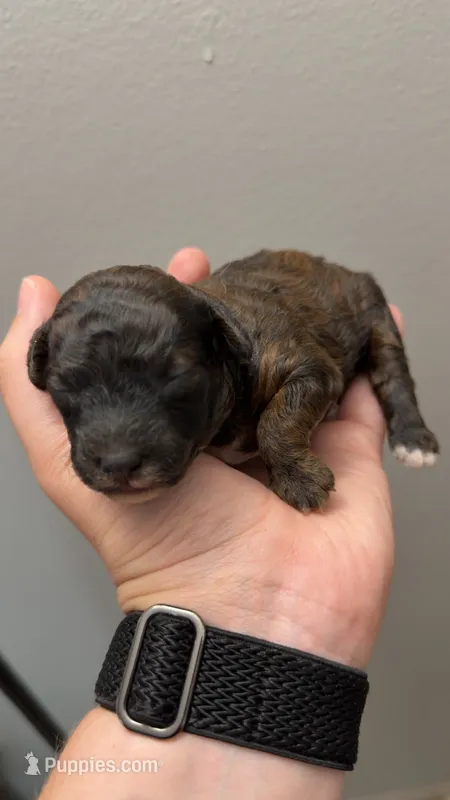 AKC Georgia – Poodle - Miniature  puppy for sale in Dayton, OH