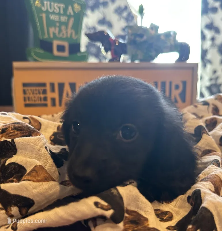 Obsidian  – Miniature Dachshund puppy for sale in Dayton, OH